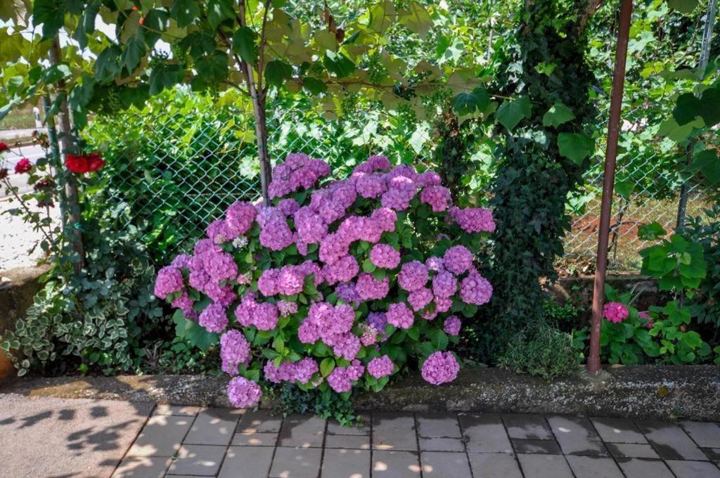 Apartament Angela Novigrad  Zewnętrze zdjęcie